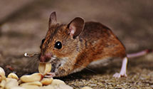 24 Hour & Emergency Exterminators in Weldon Spring Heights, MO